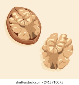 Shelled walnut. Realistic vector image of a nut. Nuts icons.