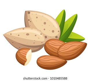 Shelled and without shell almond nut with leaves vector illustration isolated on white background website page and mobile app design.