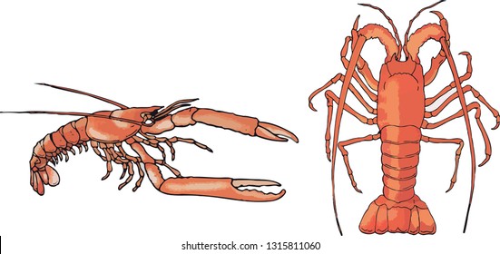 shellfish lobster and shrimp