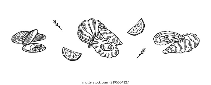 Shellfish, mussels, scallops, oysters. Seafood vector illustration isolated image on white background. Vintage style. Hand drawn black ink image.