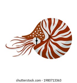 shellfish nautilus drawing, vector illustration