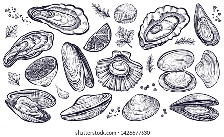 Shellfish seafood, vector hand drawn set. Different kinds of eatable mollusks. Oysters, mussels, scallop and other.