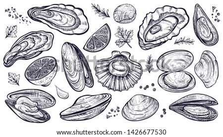 Shellfish seafood, vector hand drawn set. Different kinds of eatable mollusks. Oysters, mussels, scallop and other. Foto d'archivio © 