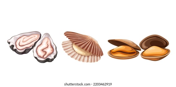 El pez concha de conchas de conchas sirve de ilustración vectorial. Caricatura de animales marinos y oceánicos aislados con concha, moluscos bivalvos exóticos y recogida de mariscos con ingredientes alimentarios de vieira, ostión y mejillones