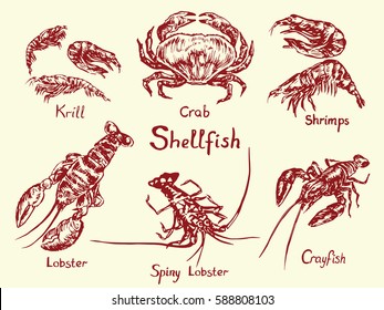 Shellfish set,  krill, crab, shrimps, lobster, spiny lobster and crayfish, with inscription, hand drawn doodle, sketch in pop art style, isolated vector illustration