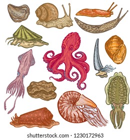 Vegetación de mariscos pulpos marinos moluscos carácter animalista octopi con caracol de ostra tentáculo en la ilustración marítima conjunto de peces transzonales aislados en fondo blanco