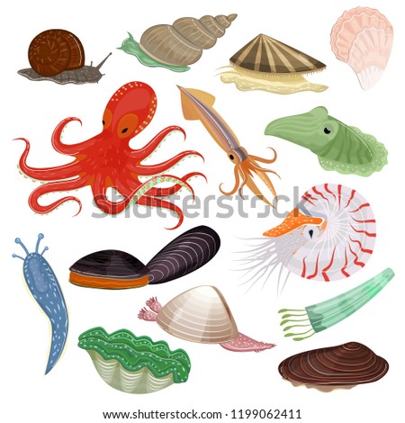 Shellfish vector marine animal octopus molluscs tentacle and animalistic character octopi oyster snail in sea illustration set of seafood cuttlefish and devilfish isolated on white background Foto stock © 