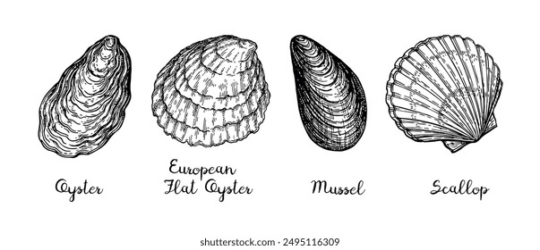 Shellfishes. Seafood ink sketch. Scallop, mussel and oysters.