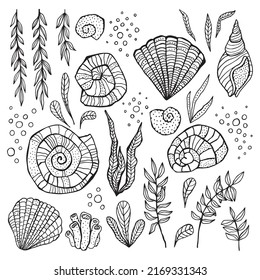 Shells, algae, corals. Black and white illustration, underwater world