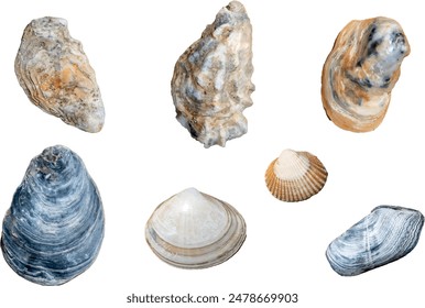 
shells beach set. vector file. isolated. transparent