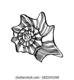 Shells collection. Hand-drawn graphic illustration of the under the sea. Can be used as background for web pages wedding invitations, greeting cards, postcards, patterns, prints, package design