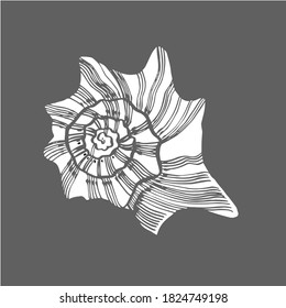 Shells collection. Hand-drawn graphic illustration of the under the sea. Can be used as background for web pages wedding invitations, greeting cards, postcards, patterns, prints, package design