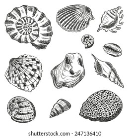 Shells collection set isolated on white background. 