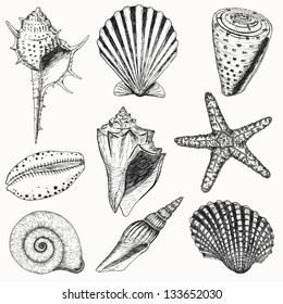 Shells collection. Vector set with seashells and starfish for you design and scrapbooking