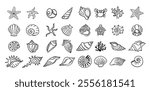 Shells doodle hand drawn style set. Outline seashells, starfish black outline sketch isolated elements on white background for design clipart template. Vector illustration