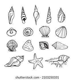 Shells doodle set. Hand-drawn vector sea sell.
