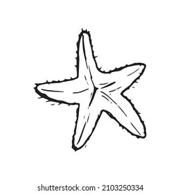 Shells doodle set. Hand-drawn vector sea sell.