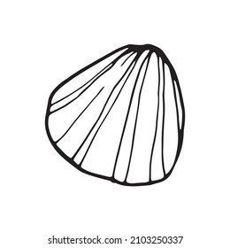 Shells doodle set. Hand-drawn vector sea sell.