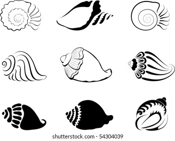 Shells. Element  for design vector illustration.