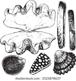 Conchas - conjunto desenhado à mão ilustração vetorial