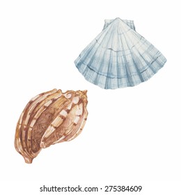 Shells isolated on white background. Vector, watercolor hand drawn set illustration.