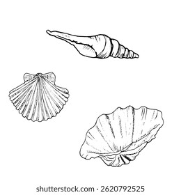 Conchas de bivalves oceânicos, esboço de tinta preta e branca. Ilustração marinha vetorial. Um conjunto de hipopus redondos e espirais e conchas marinhas trombas do fundo do oceano é isolado em um fundo branco. 