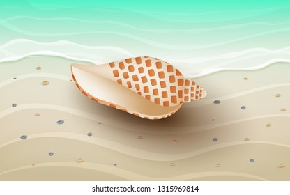 Shells on the beach