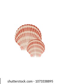Shells on white background