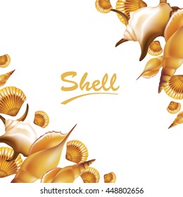 Shells on white background. Vector illustration.
