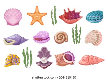 Shells of sea, pearl seashells and marine clams