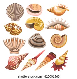 Shells or seashells vector isolated icons