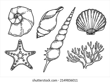 Shells set with Seashells, corals and Seaweed. Hand drawn vector illustration with Conch and Clam in line art style. Drawing of Underwater elements