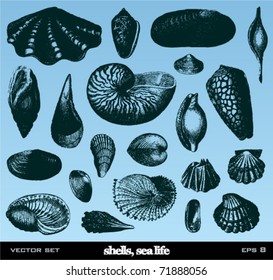 Shells set. Vintage vector illustrations.