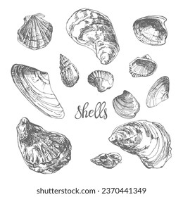 Shells. Unique hand drawn vector collection, 12 isolated  elements on white background. Perfect for decoration, invitation, card, menu, poster and as a design element.