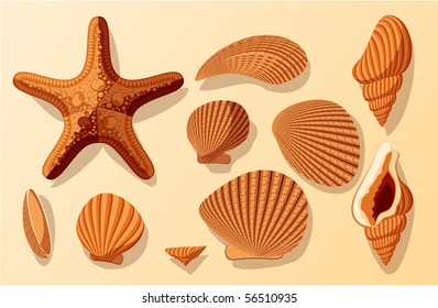 Shells. Vector.