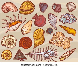 Shells vector marine seashell and ocean cockle-shell underwater or undersea illustration set of shellfish and clam-shell or conch-shell isolated on background