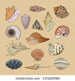 Shells vector marine seashell and ocean cockle-shell underwater illustration set of shellfish and clam-shell or conch-shell isolated on background