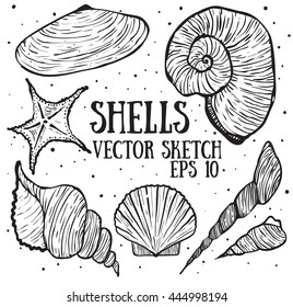 Shells vector sketch collection. 
