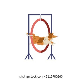 Sheltie dog training on agility field. Dog jumping trough agility ring. Isolated.