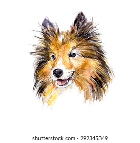 Sheltie. Portrait dog. Watercolor hand drawn vector illustration.