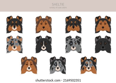 Sheltie, Shetland sheepdog clipart. Different poses, coat colors set.  Vector illustration