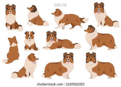 Sheltie, Shetland sheepdog clipart. Postas diferentes, colores de abrigo.  Ilustración del vector