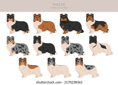 Sheltie, Shetland sheepdog clipart. Postas diferentes, colores de abrigo.  Ilustración del vector