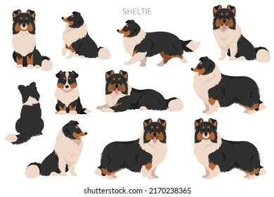 Sheltie, Shetland sheepdog clipart. Postas diferentes, colores de abrigo.  Ilustración del vector