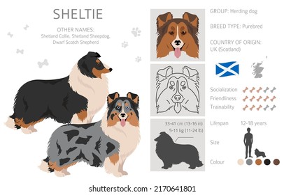 Sheltie, Shetland sheepdog clipart. Postas diferentes, colores de abrigo.  Ilustración del vector