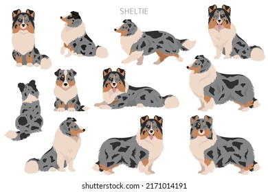 Sheltie, Shetland sheepdog clipart. Postas diferentes, colores de abrigo.  Ilustración del vector