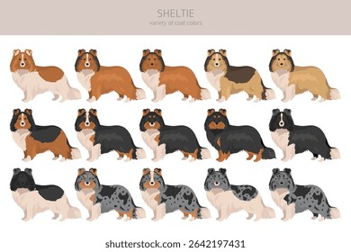 Sheltie, Shetland sheepdog clipart. Different poses, coat colors set.  Vector illustration