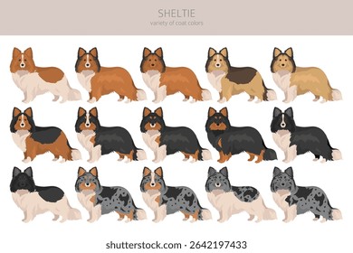 Sheltie, Shetland sheepdog clipart. Different poses, coat colors set.  Vector illustration