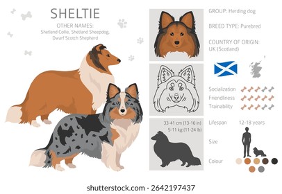 Sheltie, Shetland sheepdog clipart. Different poses, coat colors set.  Vector illustration