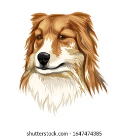 Sheltie. Shetland sheepdog vector hand drawing illustration on white background. Head of a dog isolated.